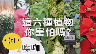 七里香招陰嗎